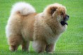 /album/imagenes/chow-chow-jpg/